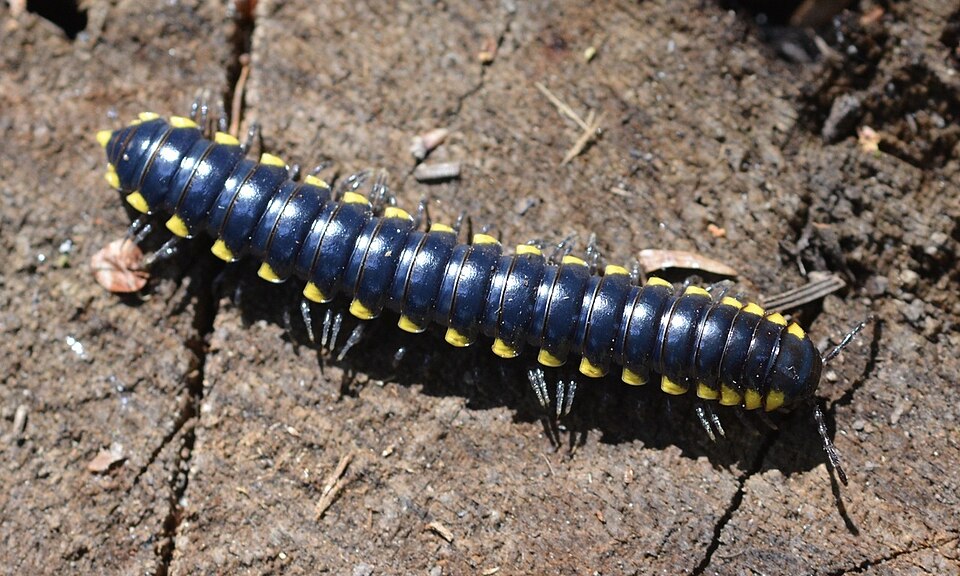 Photo of Yellow-spotted millipede