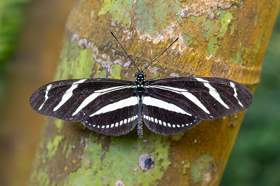 Photo of Zebra longwing