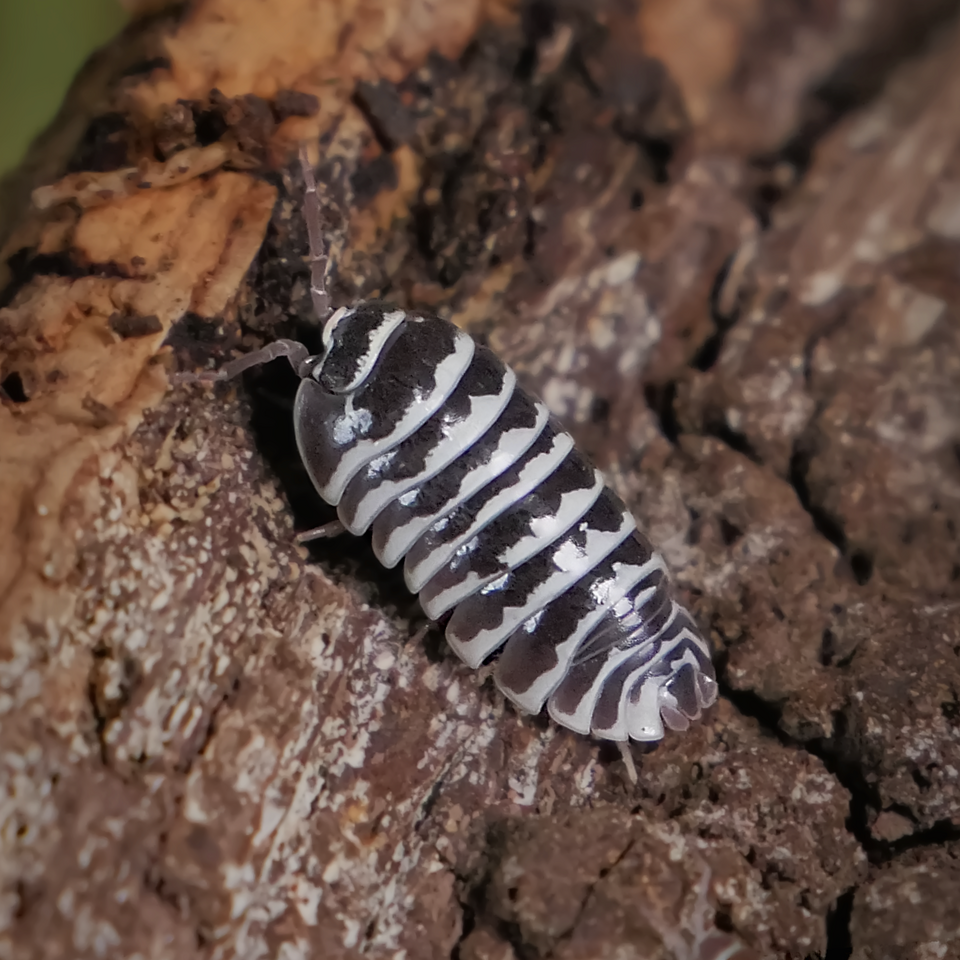 Photo of Zebra pill bug